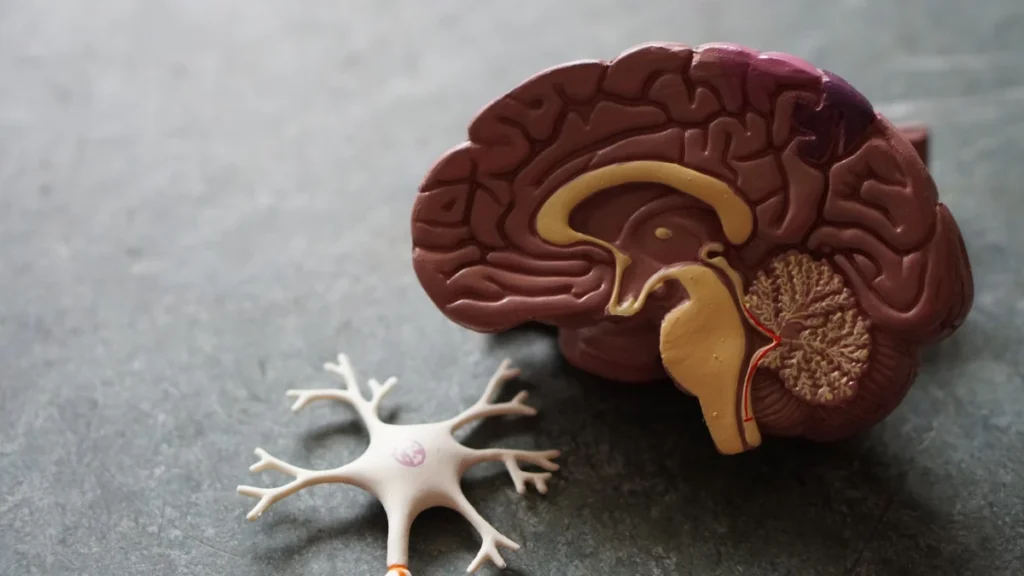Brain - Queanbeyan & Canberra | Provolution Health